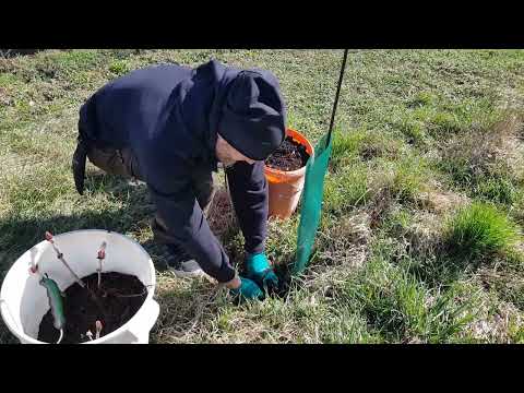 Vearz unterwegs #12 (im Obstgarten)