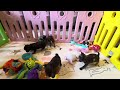 Chihuahua dogs for sale: Yukari - Video 1
