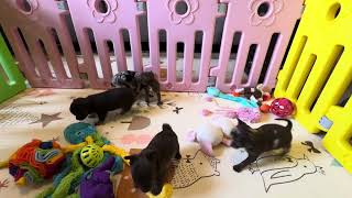 Video preview image #5 Chihuahua Puppy For Sale in CHARLESTON, AR, USA