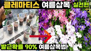[실전편] 실패 없는 클레마티스 여름삽목, 발근 95% 성공의 조건