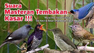 Download lagu Masteran Tembakan! Suara burung masteran. Violet Cuckoo gacor, Murai Air, Siri-siri, Rambatan mp3 Download lagu Masteran Tembakan! Suara burung masteran. Violet Cuckoo gacor, Murai Air, Siri-siri, Rambatan mp3