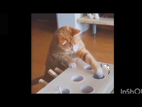 CUTE AND FUNNY PETS ❤️❤️ (PART 1)