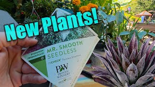 Gorgeous Plants From Great Garden Plants