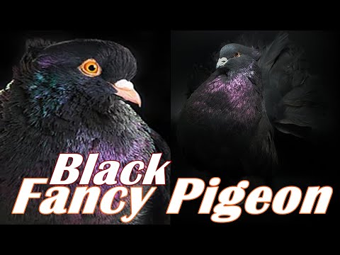 , title : 'Black Fancy Pigeon | Gorgeous Black Fancy Pigeon Edition'