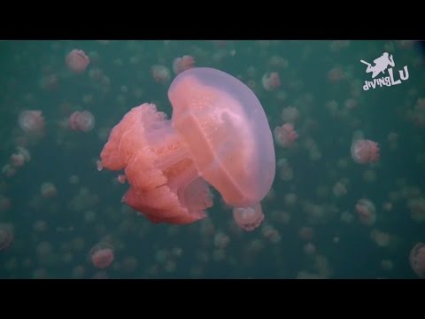 Palau - Rock Islands - Jellyfish Lake
