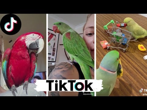 These Parrots Will Have You Rolling on the Floor with Laughter