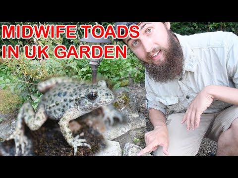Midwife Toad in Garden : BRITISH ALIENS NATURE SERIES