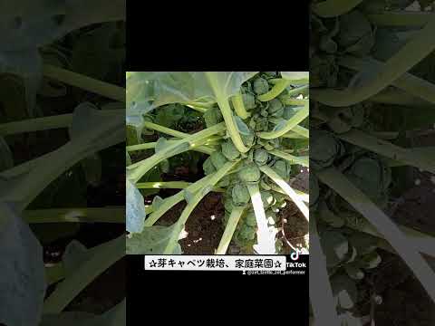 9月から2月にかけて実りの多い収穫を得るために芽キャベツを植えるにはどうすればよいでしょうか?  庭園