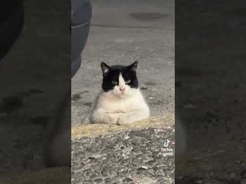 LADbible | The most sophisticated cat I've ever seen 😯🥸 #funny #viral #cats #tiktok #humour