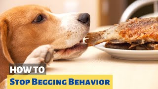 How to Stop your Dog From Begging for Food?