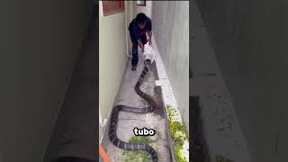 Perché il serpente entra da solo nel tubo? 🤔