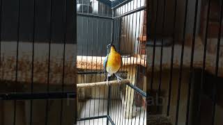 Download lagu Masteran Tledekan Gunung gacor full isian #kicaumania #kicaumanianusantara #tledekangununggacor mp3 Download lagu Masteran Tledekan Gunung gacor full isian #kicaumania #kicaumanianusantara #tledekangununggacor mp3