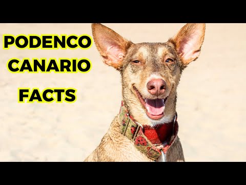 Podenco Canario - Top 10 Facts