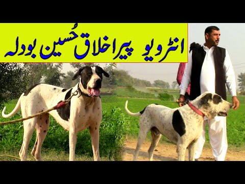 Interview Peer Akhlaq Husain And Top of Pakistan Bully Dog By NAFA TV HD