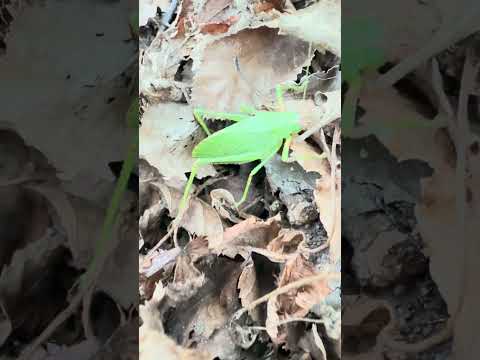 Insecto hoja (Cosmophyllum sp.)  #nature #inse #insects #maule #animals #wildlife #campo #empedrado