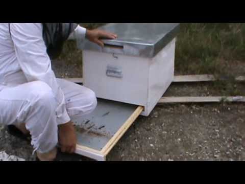 1. Apicultura video - Hranirea cu o singura rama si analiza celor trei familii din Bio Stupi 1/6
