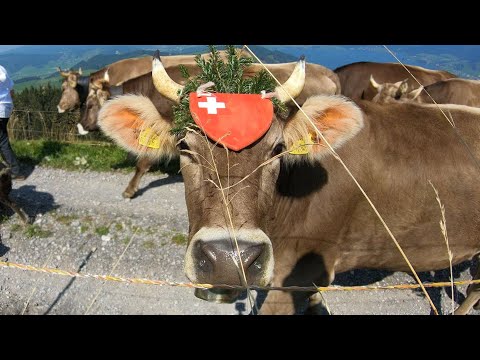 It is time to bring the cows home from the Swiss alps.