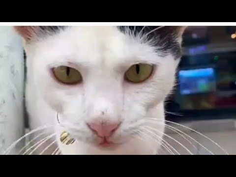 Meet Hamdan: The Stray Cat Who Rules This Pet Hotel 😺😺