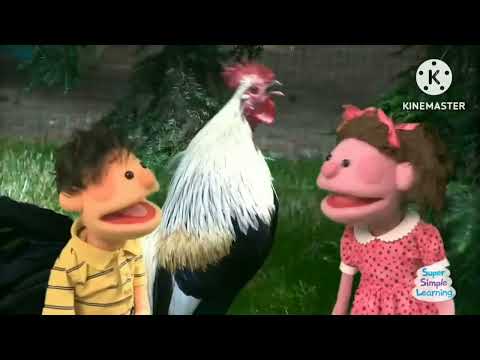 Rooster Crowing Sound Effects Compilation Part 2