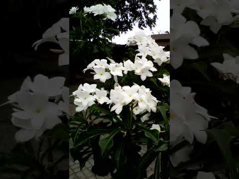 Alinhe seus chacras com a força da natureza e sinta o poder do universo!