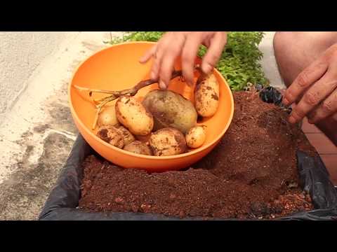 Cultivo de patatas en maceto huerto casero. Huerto urbano. Tutorial. 🍅🍏