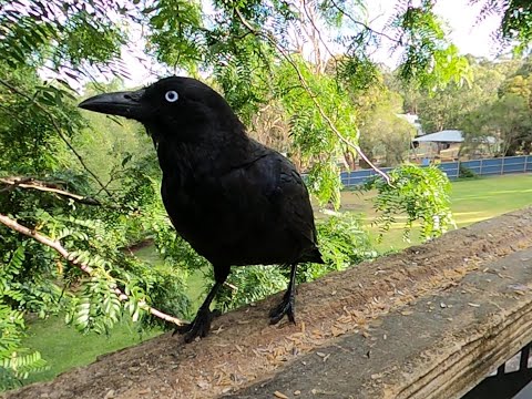 Boss Crow: Seeds, Swagger, and Zero Apologies