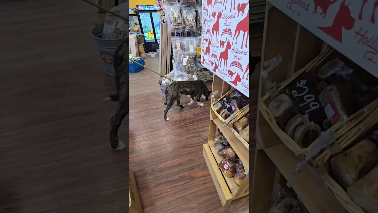 Enlarge Eve, a Adoptable mixed breed in Rossville, TN video 2/4