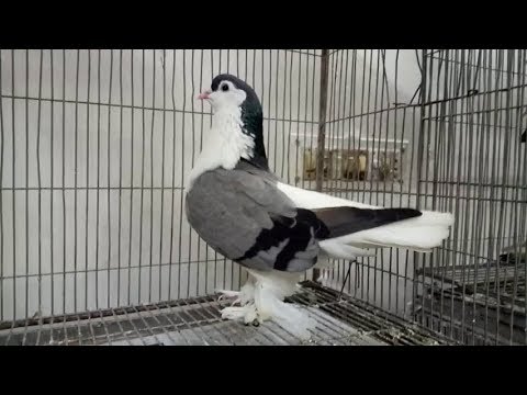 Lahore Pigeon — biggest pigeon breed