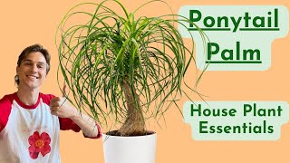 Ponytail Palm Plant Care - How to Grow Beaucarnea Successfully - Low Maintenance