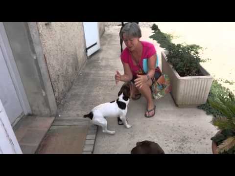 retrouvailles dog