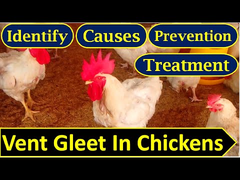 , title : 'Vent Gleet In Chickens | How To Treat Vent Gleet | Identify, causes & Prevention | Infected Cloaca'