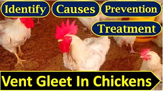 Vent Gleet In Chickens | How To Treat Vent Gleet | Identify, causes &amp; Prevention | Infected Cloaca