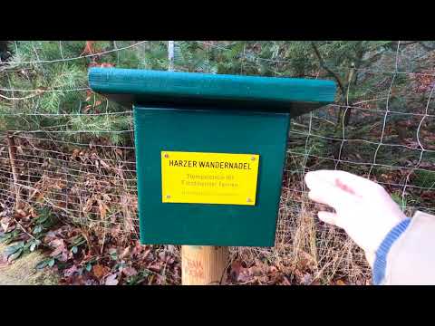 Stempelstelle 181 Forstmeister Tannen - Harzer Wandernadel