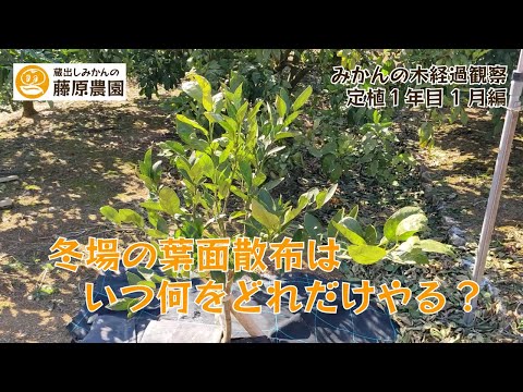 オレンジの木はどのくらいの温度に耐えることができますか?凍っていますか？冬に凍ってしまった場合の復活方法は？  庭園