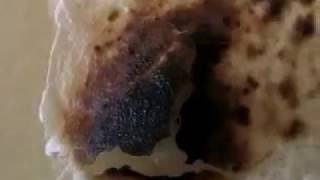 Download lagu Squirt's Japanese Project mp3