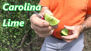 The CAROLINA Lime 🍋 New Cold Hardy Citrus For the South / Stan Mckenzie