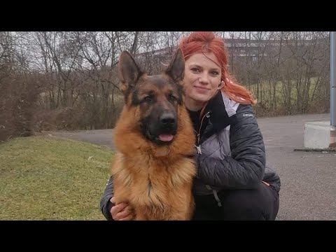 #VA6 Reno von Angelius Team #bszs2023 #germanshepherd #gsd #worldchampionship #gsdpuppy #dogshow