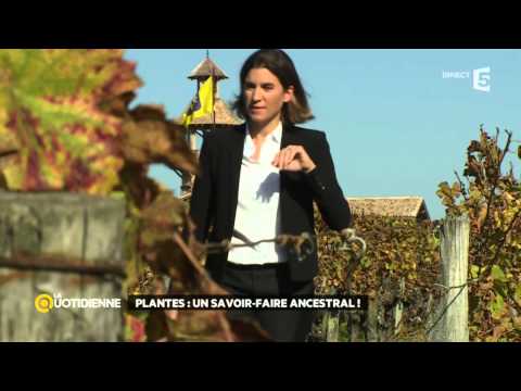 Plantes : un savoir-faire ancestral !