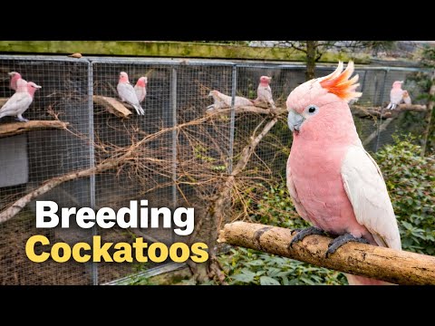 Breeding Galah & Major Mitchell Cockatoos | Visiting a Top Cockatoo Breeder