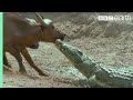 The Nile Crocodile Vs Buffalo Wild Africa BBC Earth