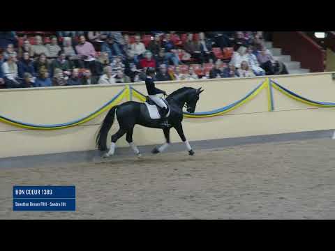 Bon Coeur 1389 - Flyinges Hingstvisning 2022