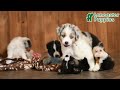 Miniature Australian Shepherd dogs for sale: Forrest - Video 1