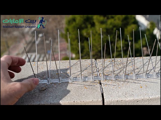 شركة مكافحة الحمام في أم القيوين