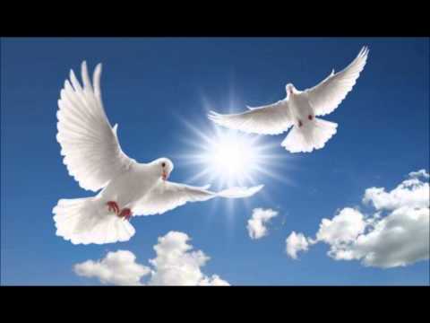 Buenos Dias Weisse Taube