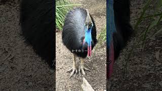 世界で一番凶暴な鳥⁉️ #オーストラリア #カソワリ