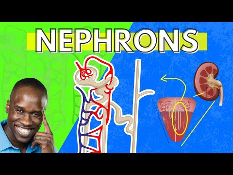 The Structure and Function of the Nephron - Made Easy - Kidney Function