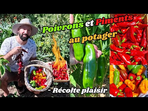 Harvesting peppers🫑 and chilies🌶#garden