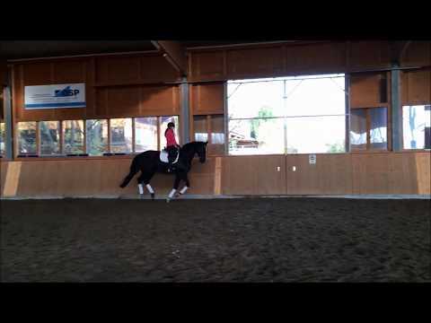 Skywalker - Wallach - 2013 geboren (Sir Calypso x Frenchman)