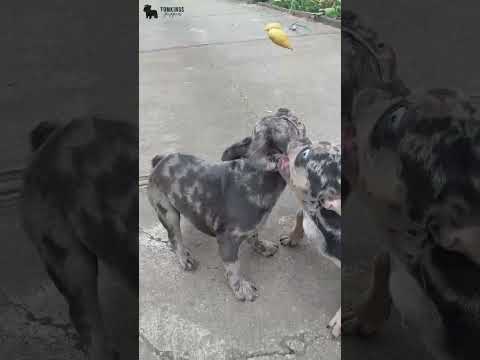 Video 4