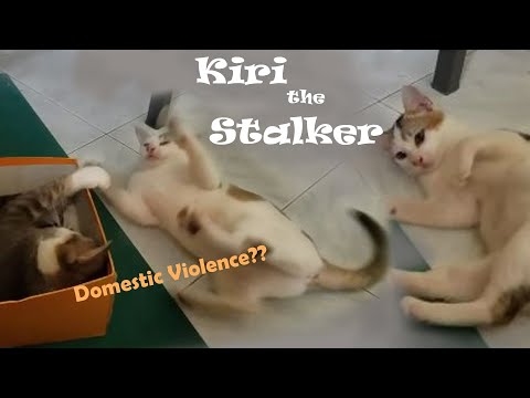 female cat cannot stop stalking her favourite male cat - Part 1 of Kiri's love story